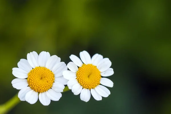 小さな白いデイジーの花を閉じる — ストック写真