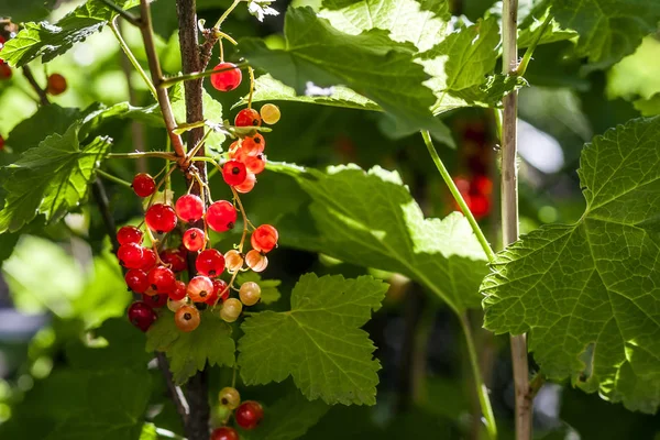 Kleine rote Beeren, die im Sommer auf einem Strauchzweig wachsen — Stockfoto