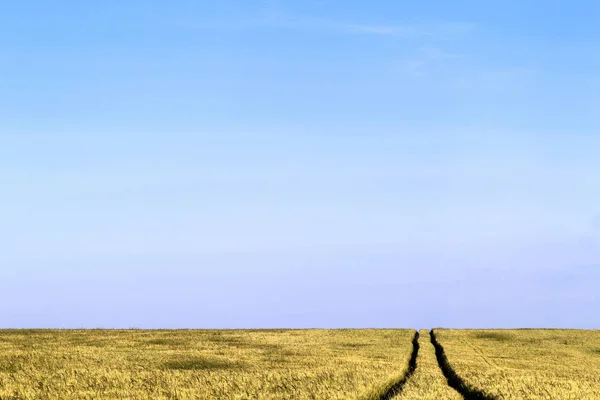 Διαδρομή χωματόδρομο μέσα σε ένα τοπίο πεδίο σιτάρι για το καλοκαίρι — Φωτογραφία Αρχείου