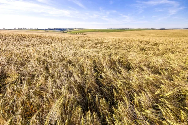 Červený deštník na pšeničné pole. Uši pšenice golden zblízka. Beau — Stock fotografie