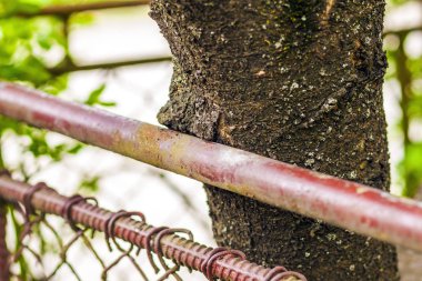 Metal çitle hasar gören bir ağacın gövdesinin kapatılması