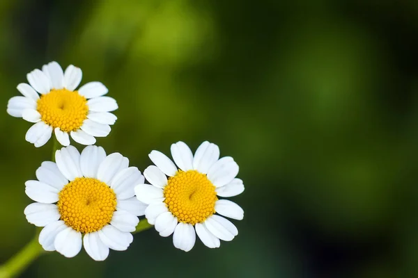 小さな白いデイジーの花を閉じる — ストック写真