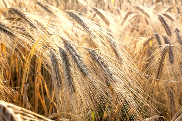 Gele tarwe veld close-up vintage effect — Stockfoto