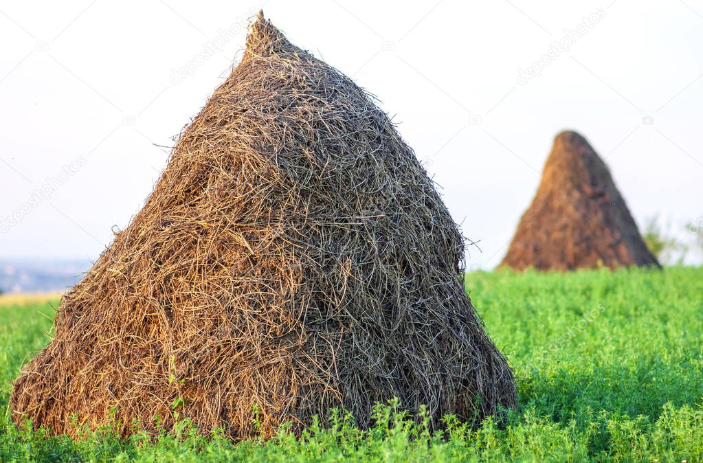 Two haystacks and green grass on a sunny day