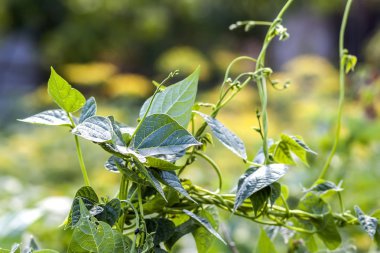 Yaz güneş ışığı yakın çekim yeşil bitki yapraklarında