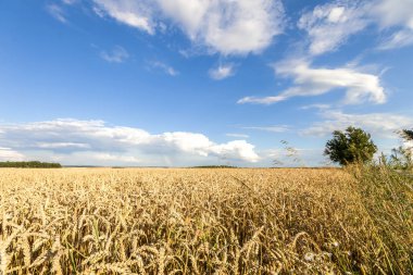 buğday alan güneşin ve bulutların birlikte mavi gökyüzü ile