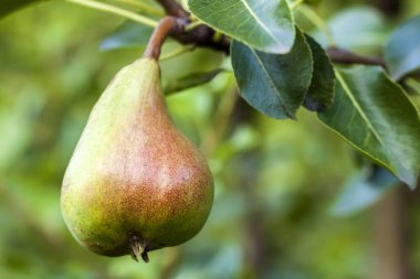 Armut meyve meyve ağacı üzerinde yakın çekim Bahçe