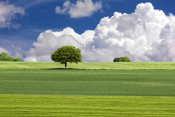 Zelená pole a strom s modrou oblohou — Stock fotografie