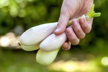 Kadın el beyaz soğan açık havada tutarak yakın çekim