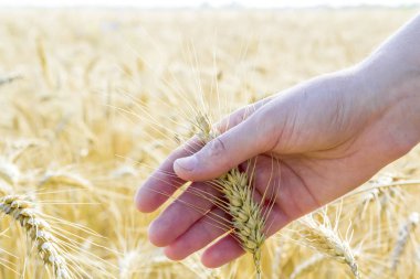 Buğday kadın eli kulağında. Gündoğumu veya günbatımı alanı. Hasat 