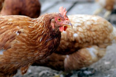 Tavuklar üzerinde geleneksel kırsal çiftlik güneşli gün besle. Ayrıntı