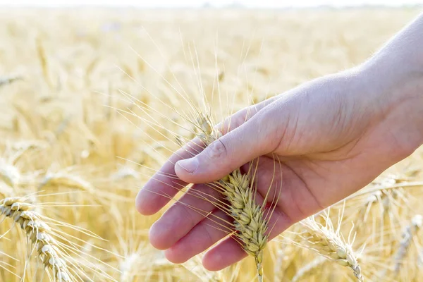 Buğday kadın eli kulağında. Gündoğumu veya günbatımı alanı. Hasat 