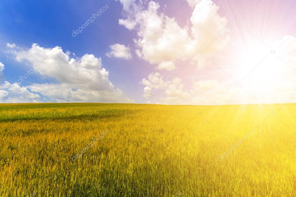Wheat field in summer. Harvest and agriculture farming concept.