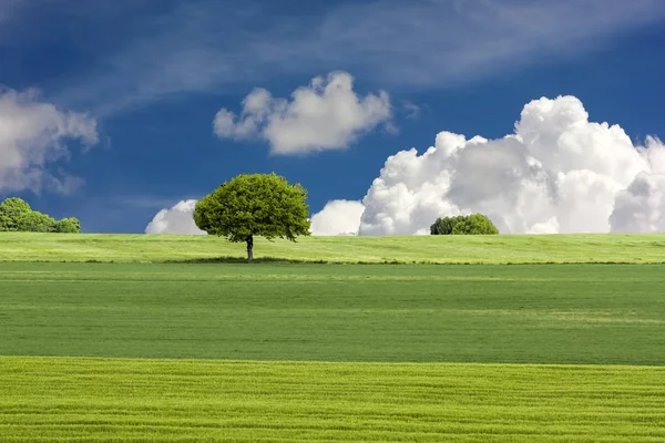 Οικολογική και δέντρων με το γαλάζιο του ουρανού και τα σύννεφα — Φωτογραφία Αρχείου