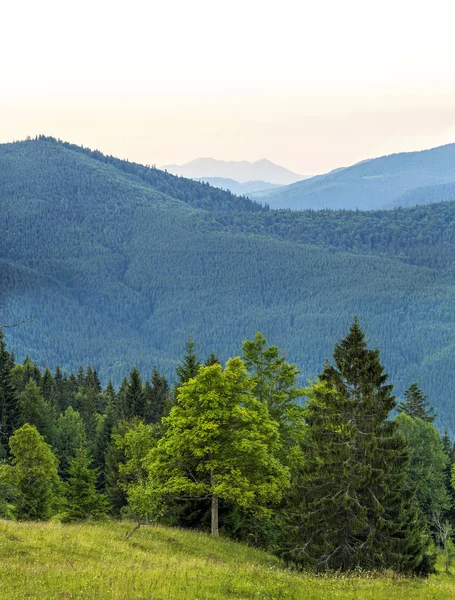 Függőleges kép a gyönyörű zöld erdők és a kék hegyek. C — Stock Fotó