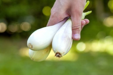Kadın el beyaz soğan açık havada tutarak yakın çekim