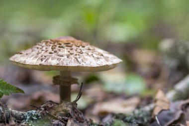 Orman makro büyük Zehirli mantar