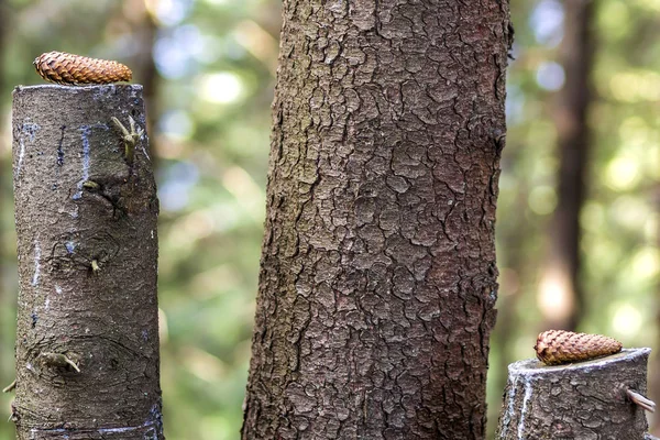 Två träd kottar på stubbarna i skogen — Stockfoto