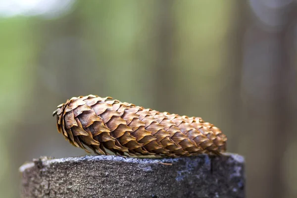 Detail šiška strom s barevnými rozostřeného pozadí. Nový rok a Vánoce koncepce. — Stock fotografie