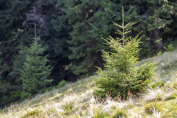 Little green pine tree growing in forest