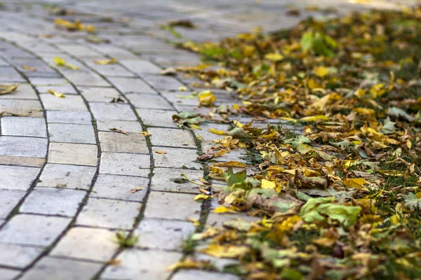 Kaldırım taşları üzerine sarı sonbahar yaprakları