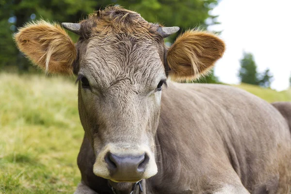 Genç inek başkanı portre resmi