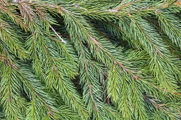 Ramas detalladas del árbol de Navidad para el uso como fondo Fotos de stock