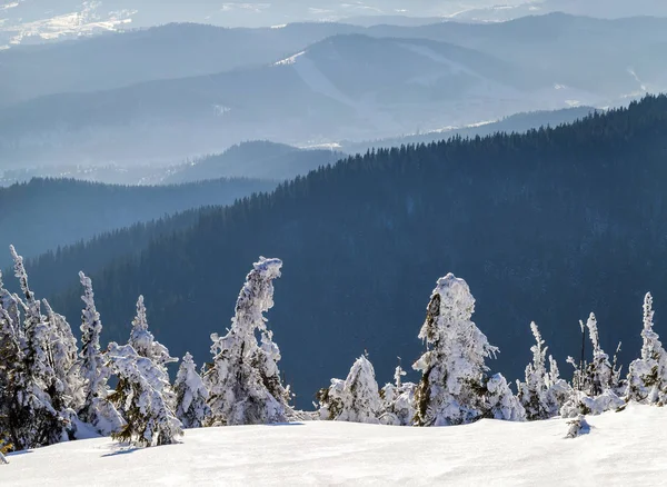 Schnee bedeckt gebogene Kiefern in winterlichen Bergen. Arktis — Stockfoto