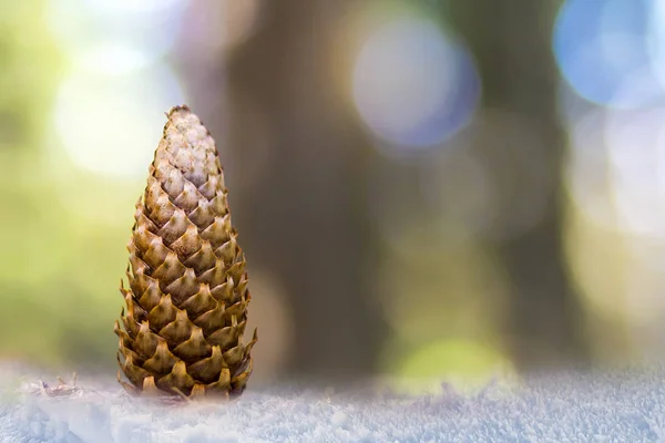 Close-up of pine tree cone with colorful blurred background. New — Stock Photo, Image
