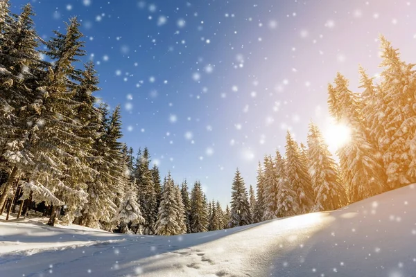 Pijnbomen in bergen en dalende sneeuw in sprookje winter su — Stockfoto