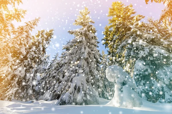 Χιόνι κάλυψε πεύκα και χιόνι που υπάγονται σε δάσος στο βουνό στο s — Φωτογραφία Αρχείου