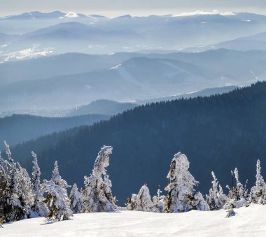 Bükülmüş küçük çam ağaçları kış dağlarda kar kaplı. Arctic 
