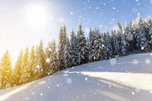 Pijnbomen in bergen en dalende sneeuw in sprookje winter su — Stockfoto