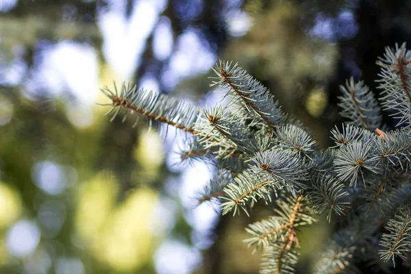 針のクローズ アップと松の木の枝 — ストック写真