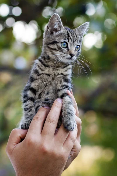 Human hands holding pretty little kitten — Stock Photo, Image