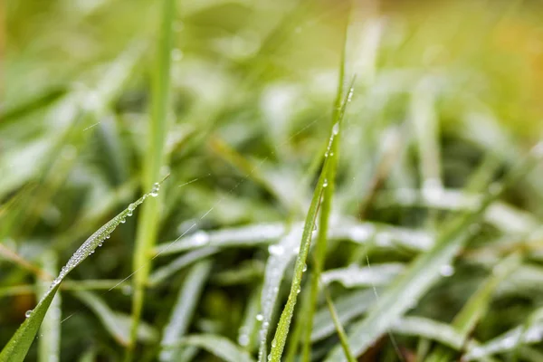 Detailaufnahme von Gras mit Wassertropfen — Stockfoto