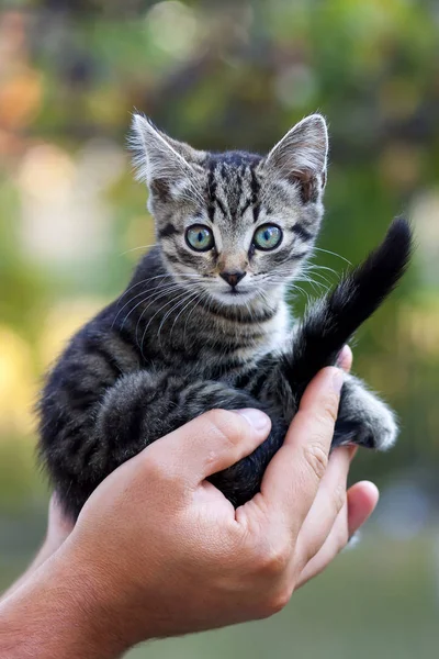 Menselijke handen met vrij kleine kitten — Stockfoto