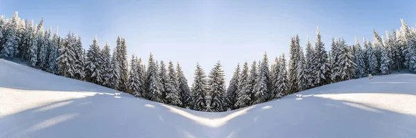 Сніг накривав соснових дерев пейзаж у Карпатських гір у перемогу — стокове фото