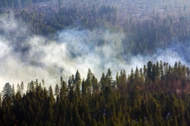 Dağ ormandaki çam ağaçları