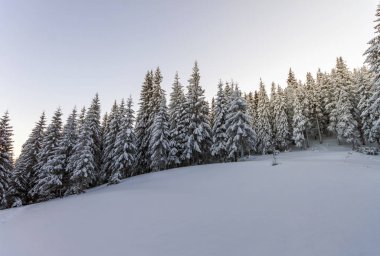 Kışın güneşli bir günde dağlarda çam ağaçları.