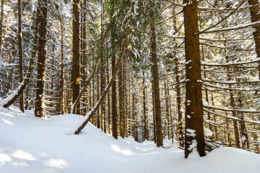 Kış güneşli günde dağ ormandaki çam ağaçları.