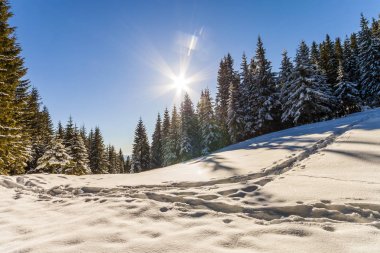 Kışın karlı dağlarda çam ağaçları ile manzara ve Merhaba beyaz