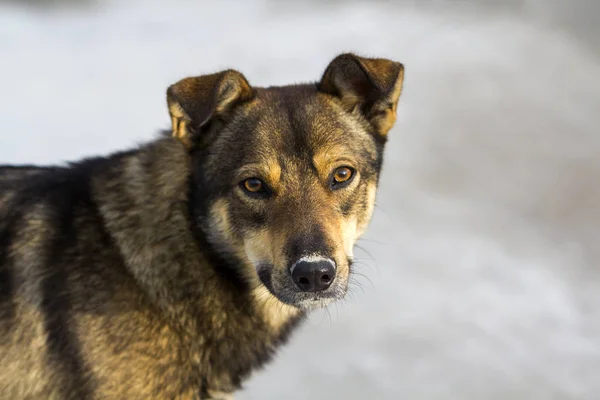 Portrait image of a pet dog. — Stock Photo, Image