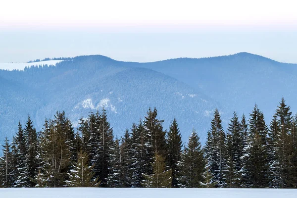 Сосновий ліс у засніжених зимових горах — стокове фото