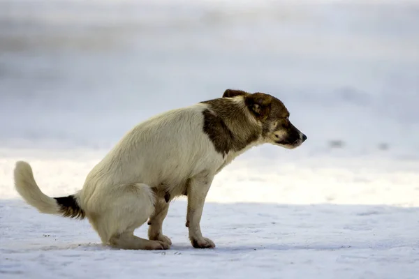 Dog goes to a toilet on the snow in winter — Stock Image Dog goes to a toilet on the snow in winter Stock Photo