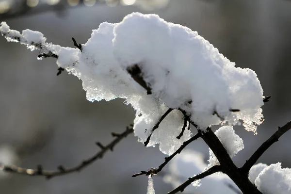 Ağaç dalları günü kar kalın tabaka — Stok fotoğraf