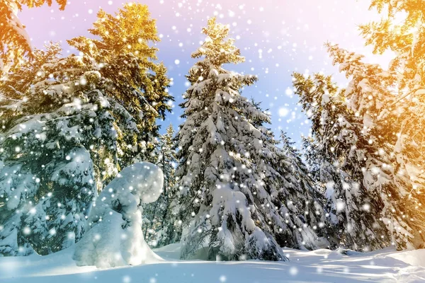 Χιόνι κάλυψε πεύκα και χιόνι που υπάγονται σε δάσος στο βουνό στο s — Φωτογραφία Αρχείου