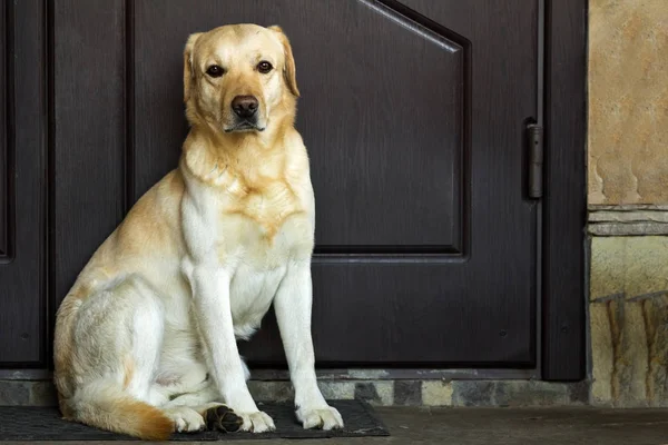 家のドアのそばに座って大きな黄色い犬 — ストック写真