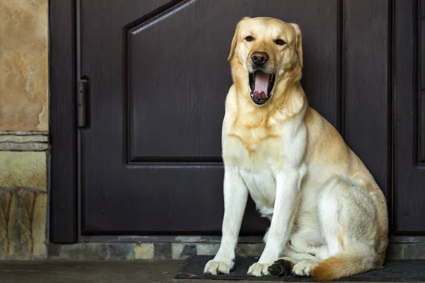 家のドアのそばに座って大きな黄色い犬 — ストック写真