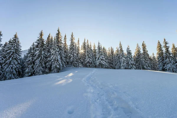 Pinhais em montanhas no inverno dia ensolarado. — Fotografia de Stock